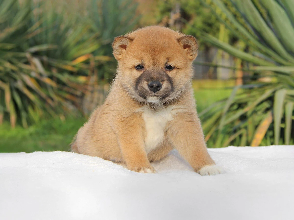 Vendita Shiba cuccioli
