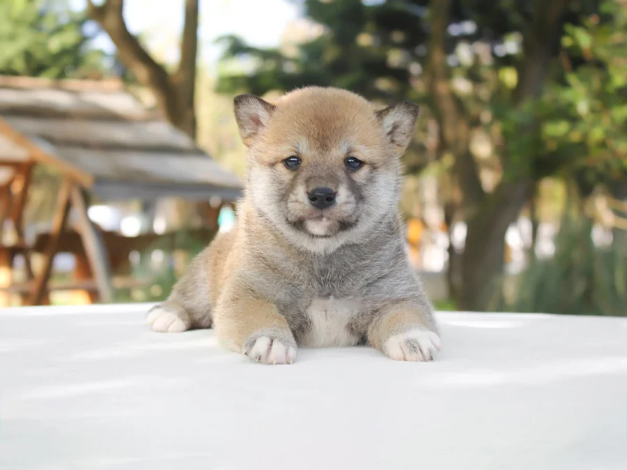 Shiba Inu Akira