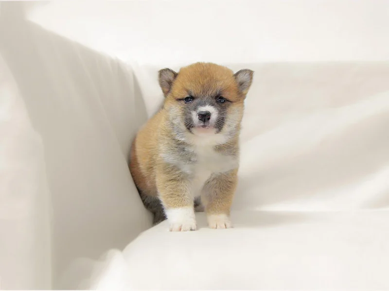 Shiba Inu Becky
