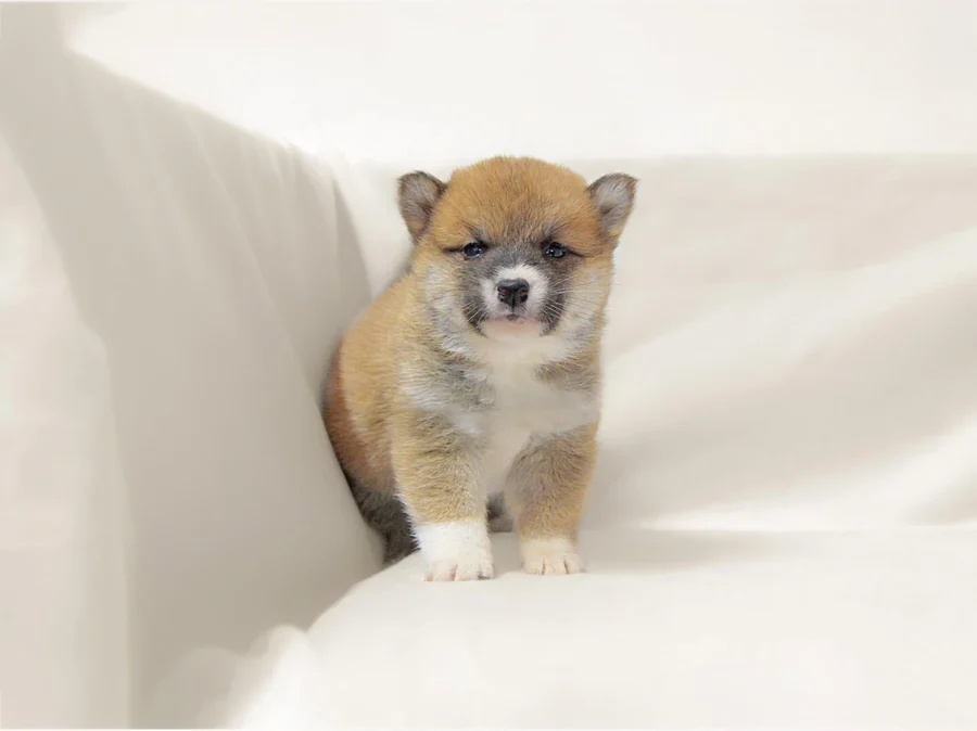 Shiba Inu Becky