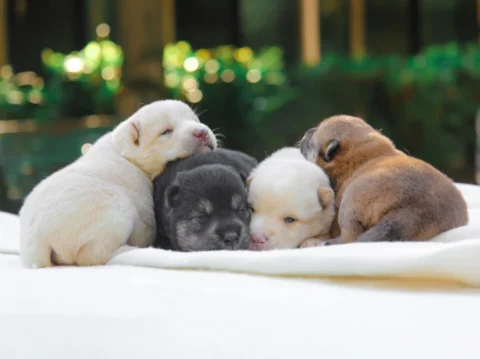 Shiba Inu Cucciolata Agosto1