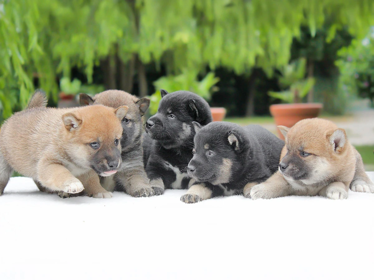 Allevamento shiba inu Milano