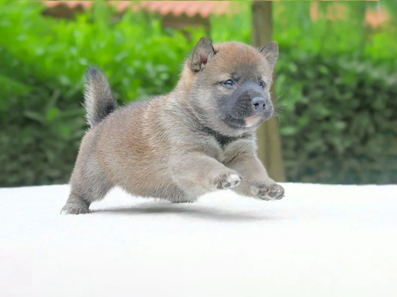 Shiba Inu Hako