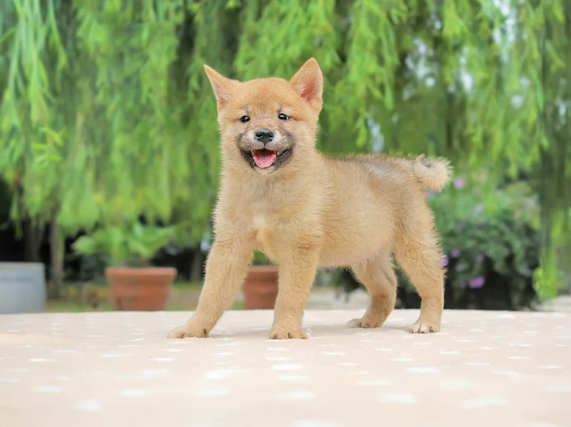 Shiba Inu Henrik1