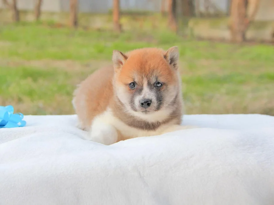 Shiba Inu Leonard