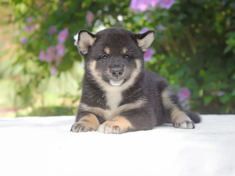 Shiba Inu Rino