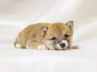 Shiba Inu Shima