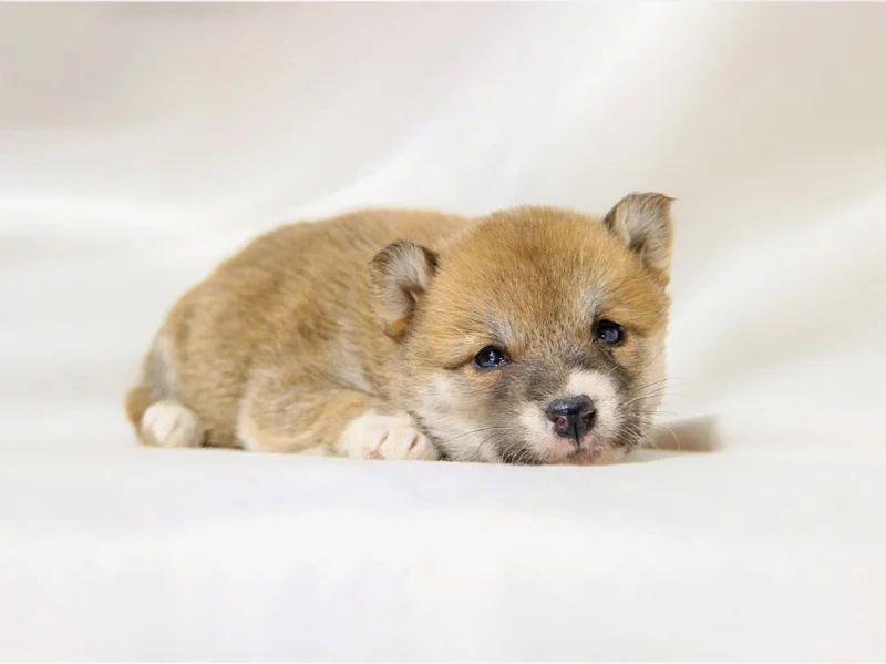 Shiba Inu Shima