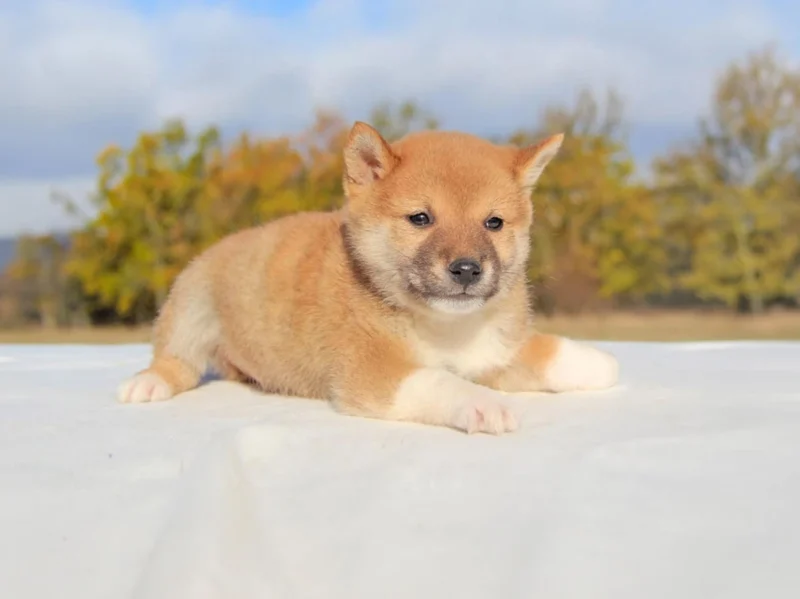 Shiba Inu Speedy