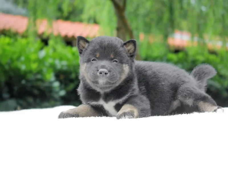 Shiba Inu Tatum1
