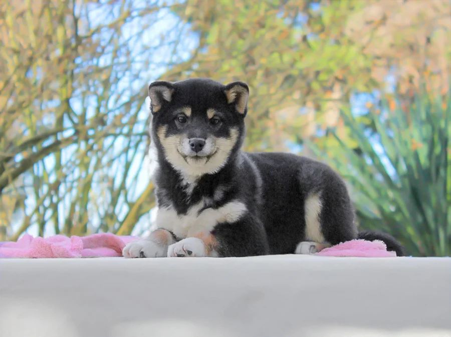 Shiba Inu Yety