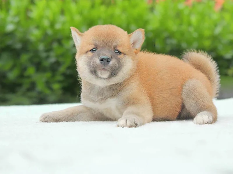 Shiba Inu Zowi