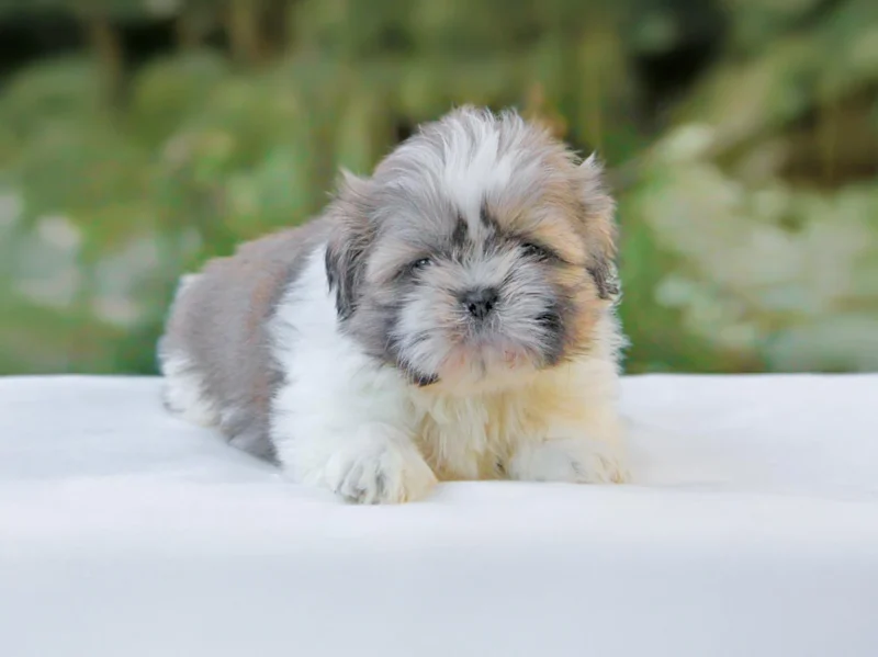Shih Tzu Linux