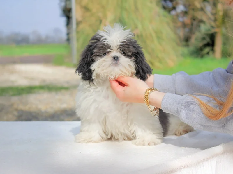 Shihtzu Jiro