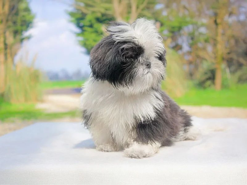 Shihtzu Nobu2