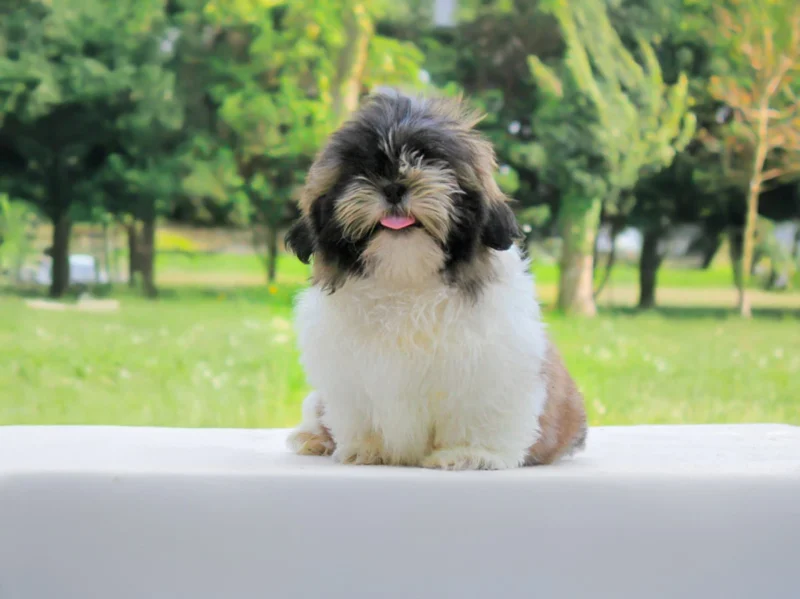 Shihtzu Scoobydoo