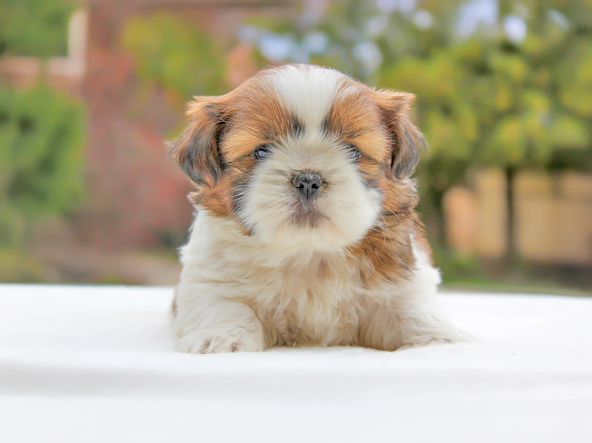Allevamento di Shih Tzu