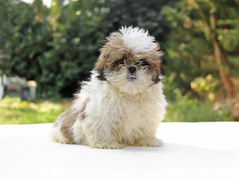 Shihtzu Cristal1