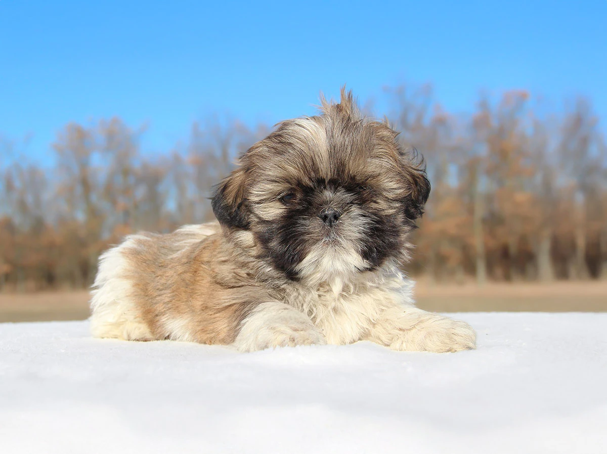 Cuccioli di Shih Tzu