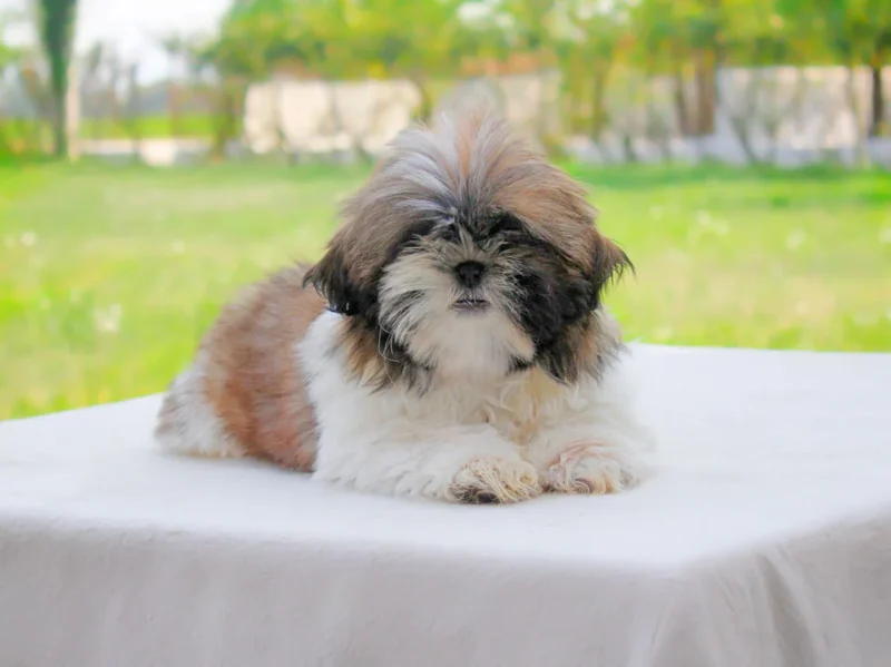 Shihtzu Laika