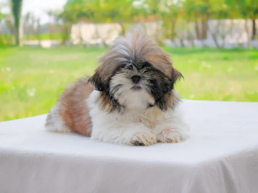 Shihtzu Laika
