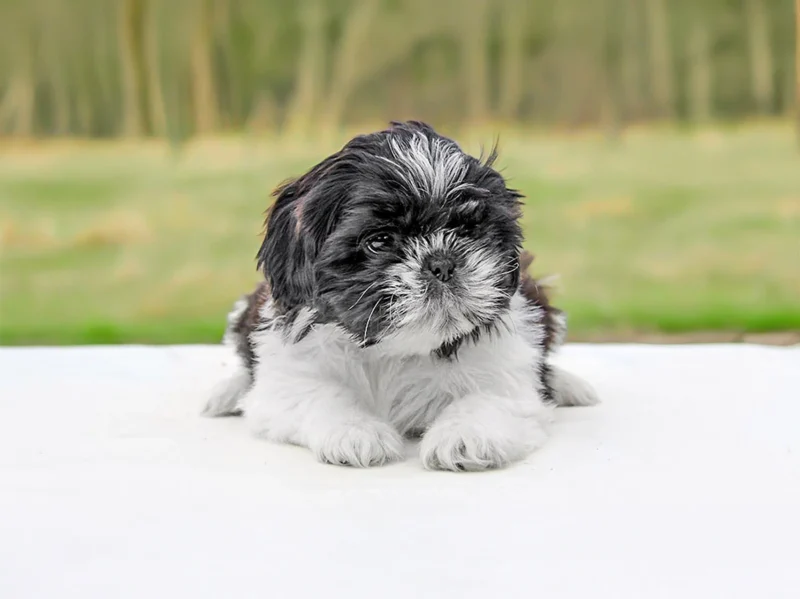 Shihtzu Odie Odino1