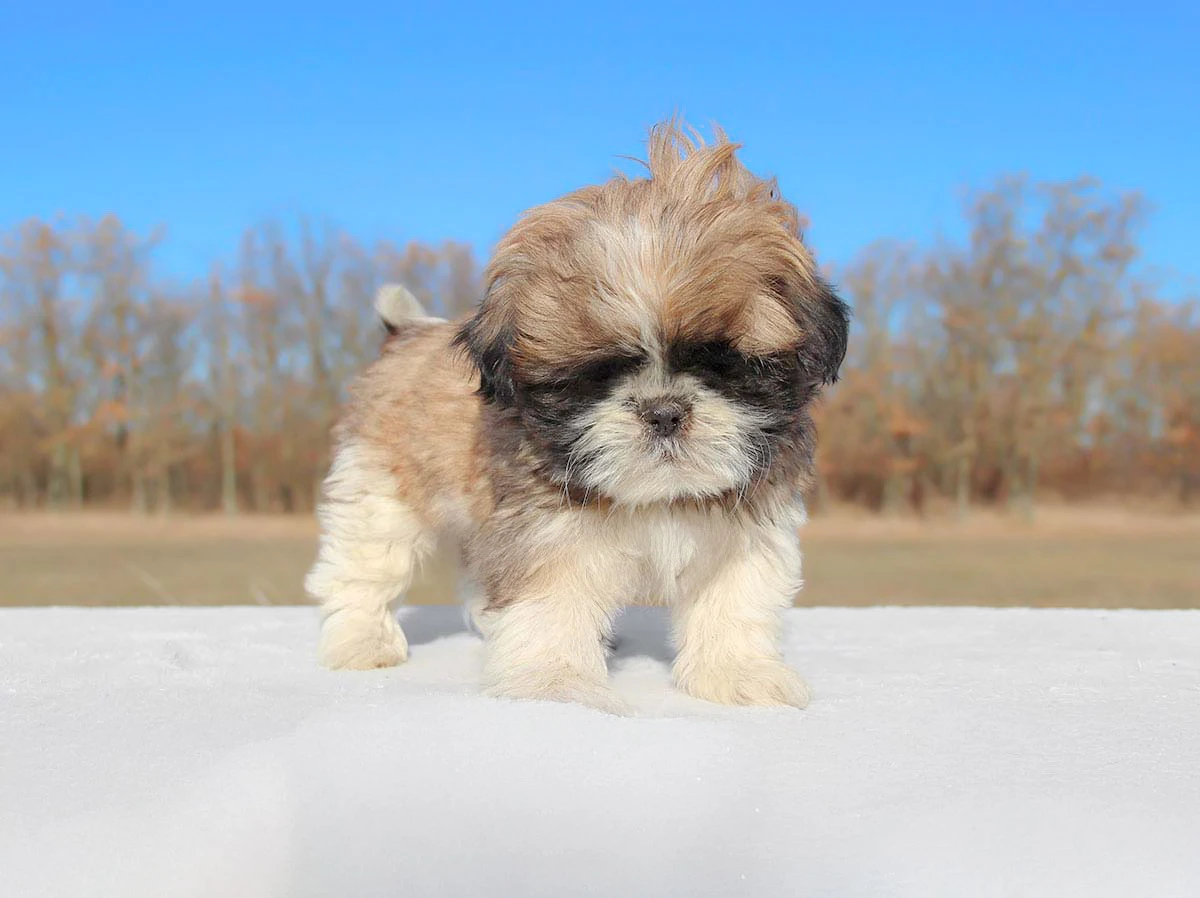 Vendita Shih Tzu cuccioli