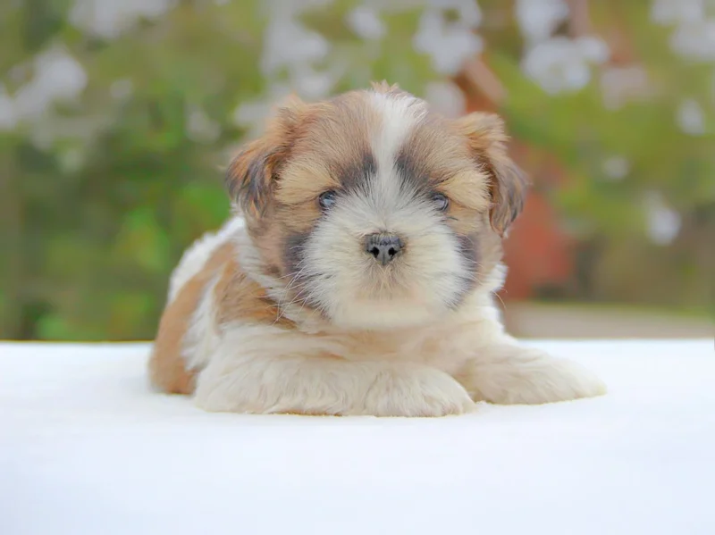 Shihtzu Tosy