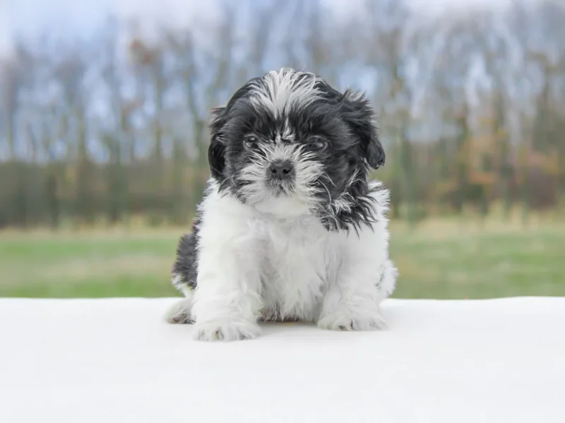 Shihtzu Ziko1
