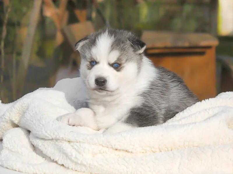 Siberian Husky Grethel1