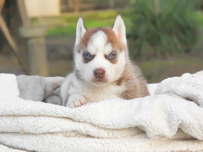Siberian Husky Martha