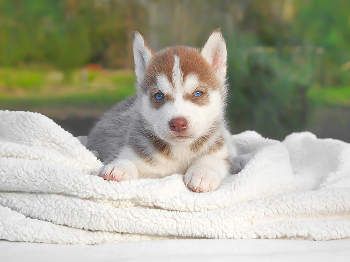 Husky vendita Milano Pavia