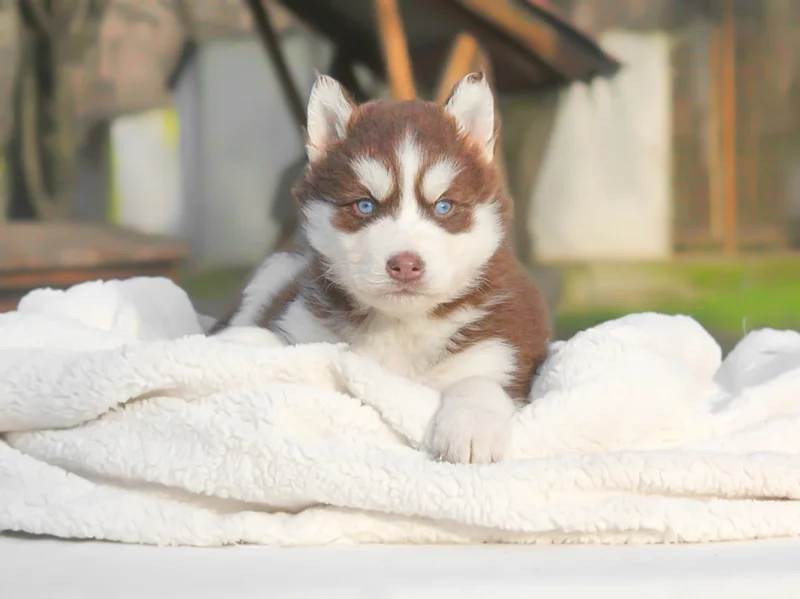 Siberian Husky Roxy1