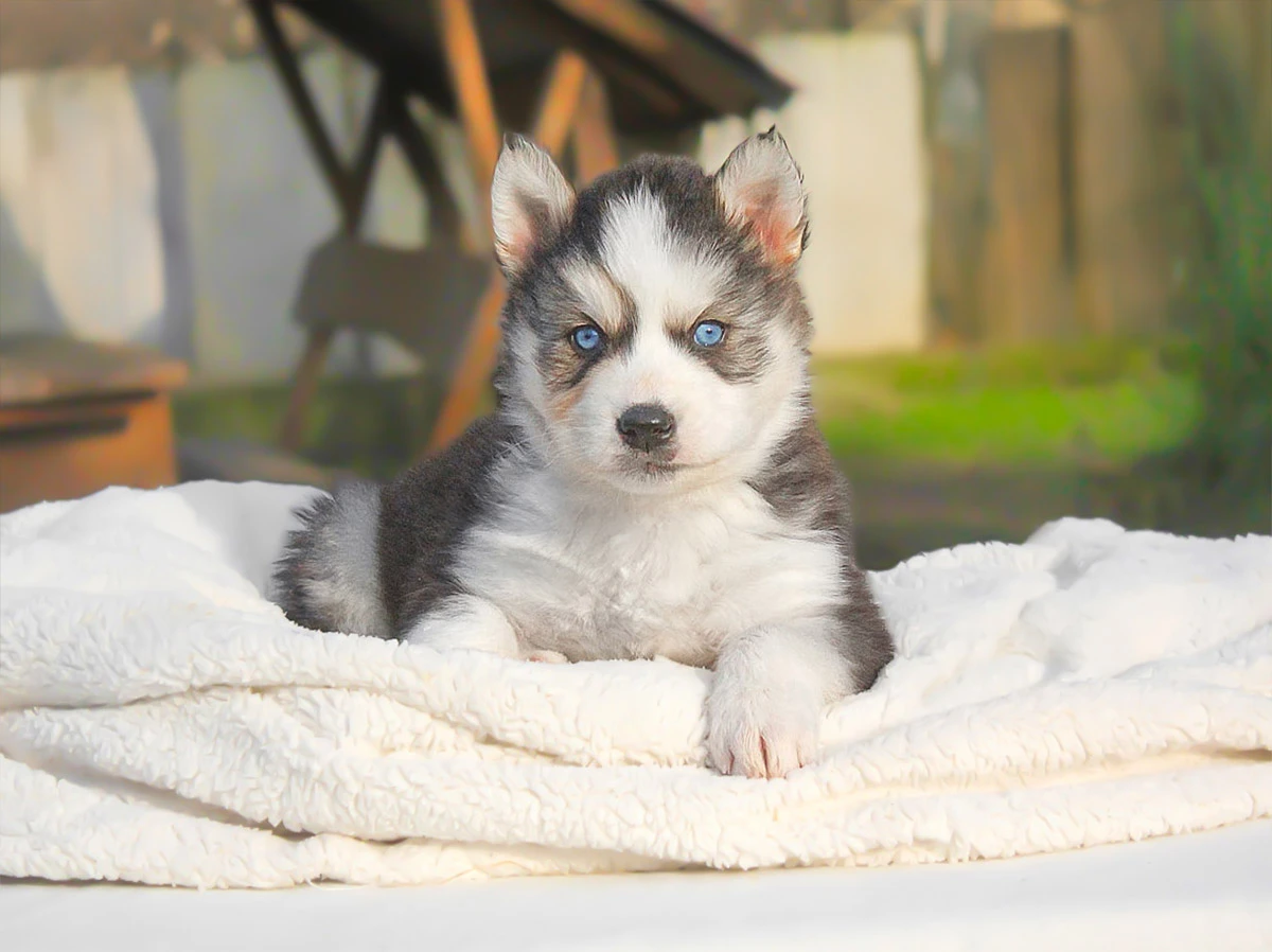 Cuccioli di razza in vendita