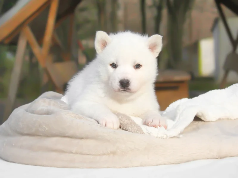 Siberian Husky Jada1