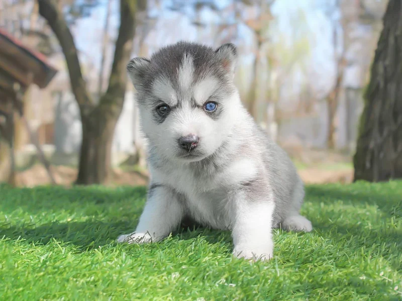 Siberinahusky Sakura1