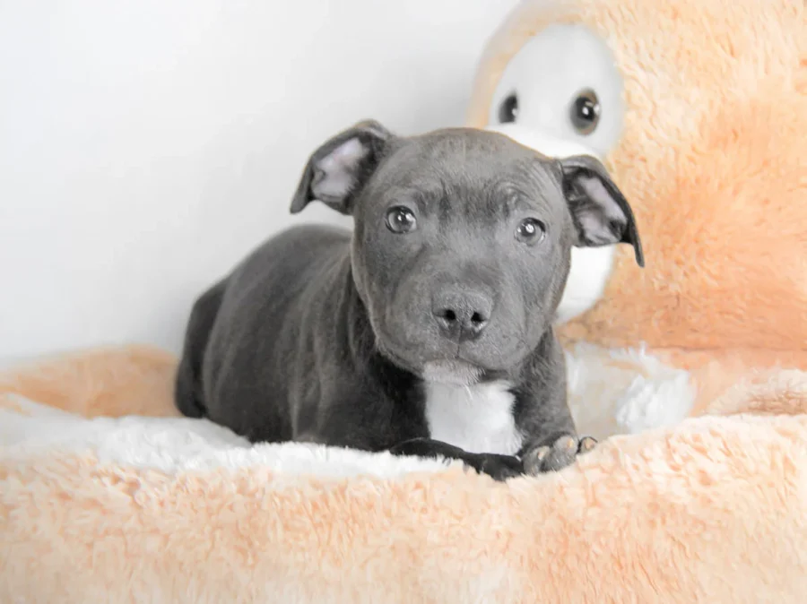 Staffy Arkan2