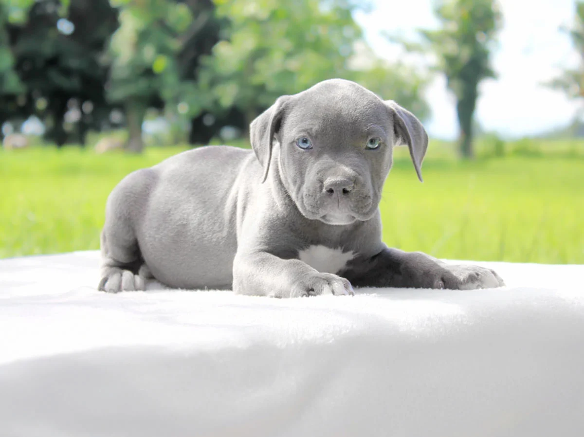 Cuccioli di Staffy Milano