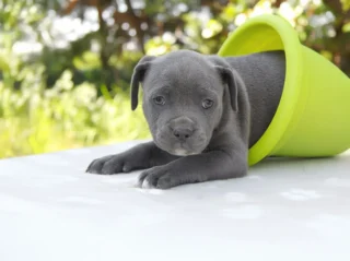 Staffy Hector1