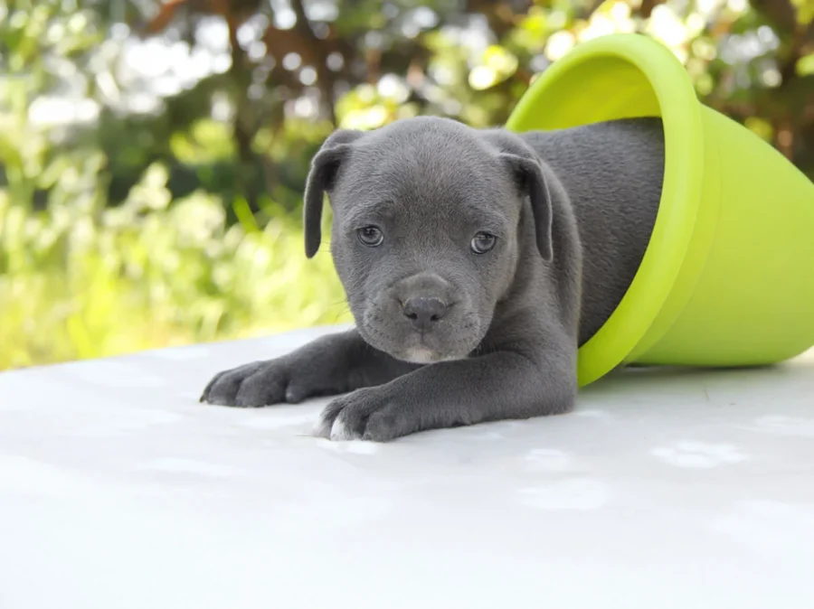 Staffy Hector1