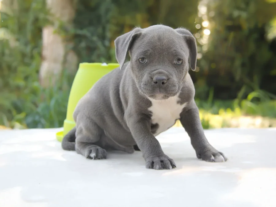 Staffy in vendita