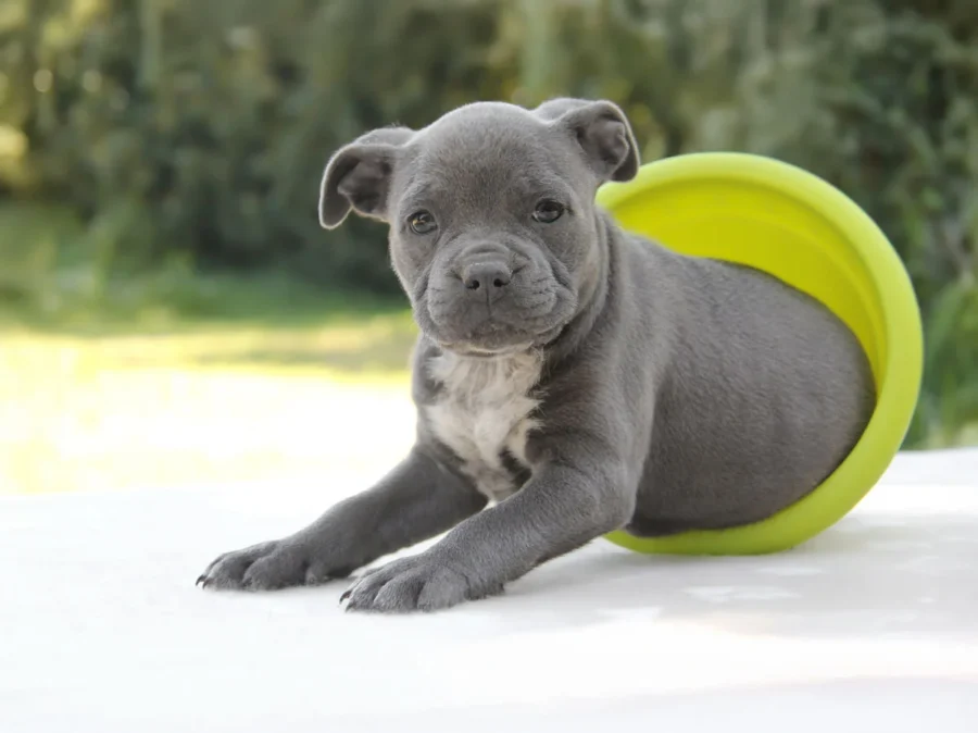 Staffy Layla4