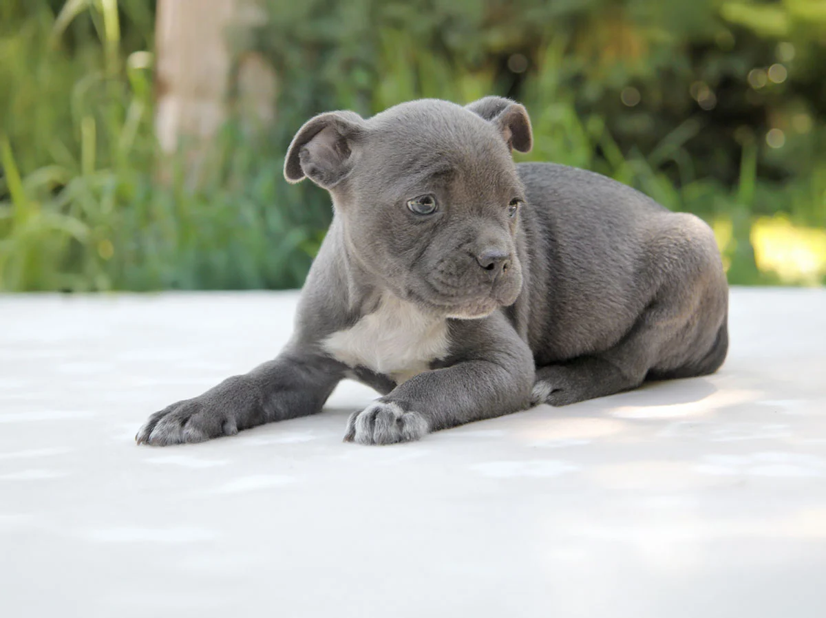 Allevamento Staffy