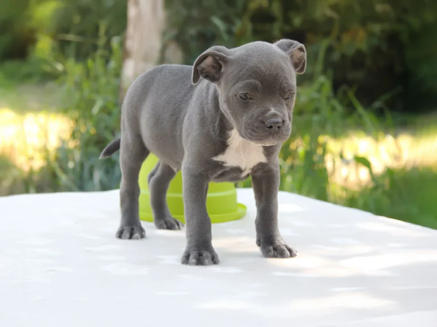 Staffy Zeus1