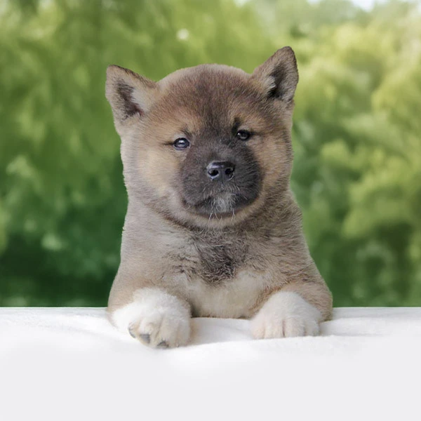 Vendita Akita inu