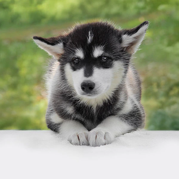 Vendita Alaskan Malamute