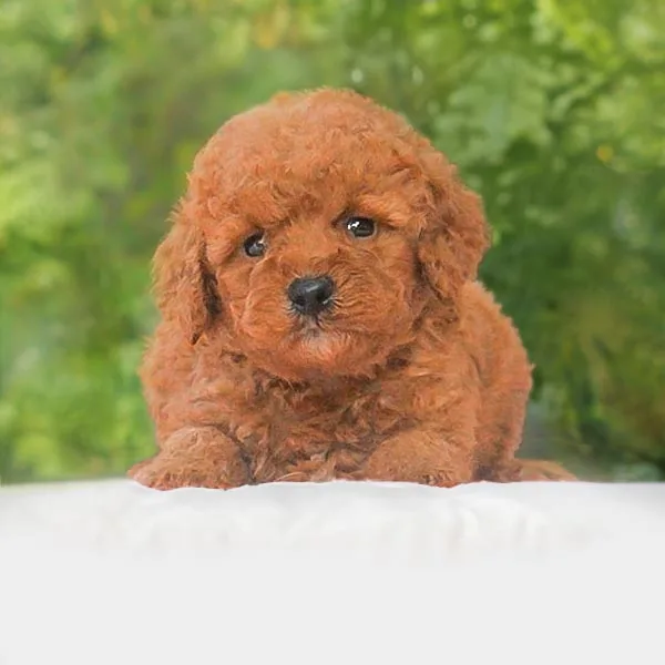 Vendita Barboncino toy