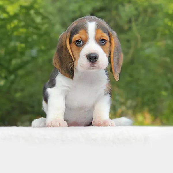 Vendita Beagle
