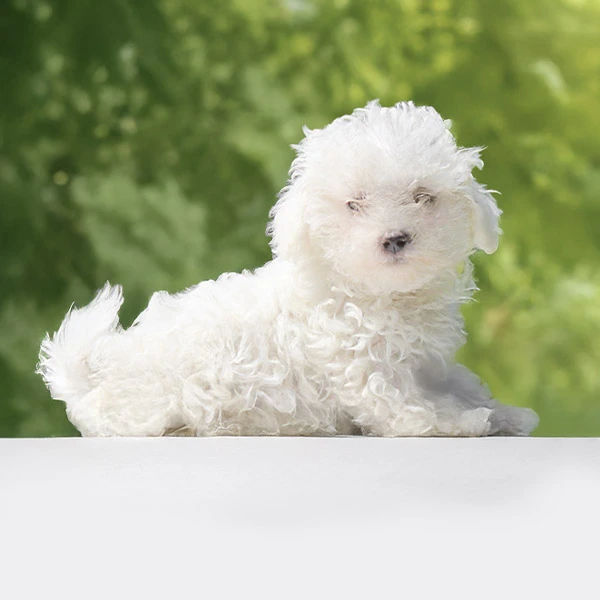 vendita Bichon