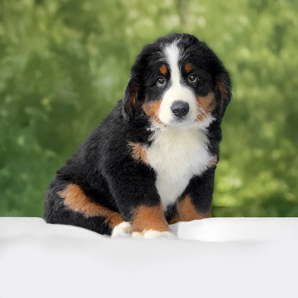 Vendita Bovaro Del Bernese